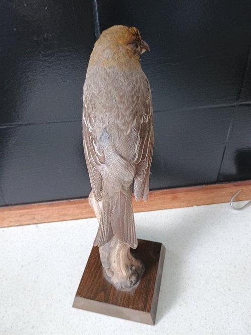 Dennenkikvors Taxidermie volledige montage - Pinacola, Verzamelen, Dierenverzamelingen