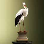 Ooievaar Taxidermie Opgezette Dieren By Max, Verzamelen, Dierenverzamelingen, Ophalen of Verzenden, Nieuw, Vogel, Opgezet dier
