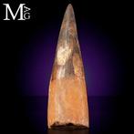 Spinosaurus fossiel tand – Krijt-tijd roofdier - Fossiele, Verzamelen