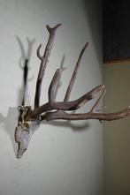 Père Davids Deer Schedel - Elaphurus davidianus - 80 cm -, Nieuw