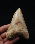 Mégalodon - Dent fossile - Otodus Megalodon, Verzamelen