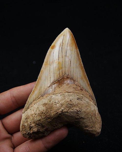 Mégalodon - Dent fossile - Otodus Megalodon, Verzamelen, Mineralen en Fossielen