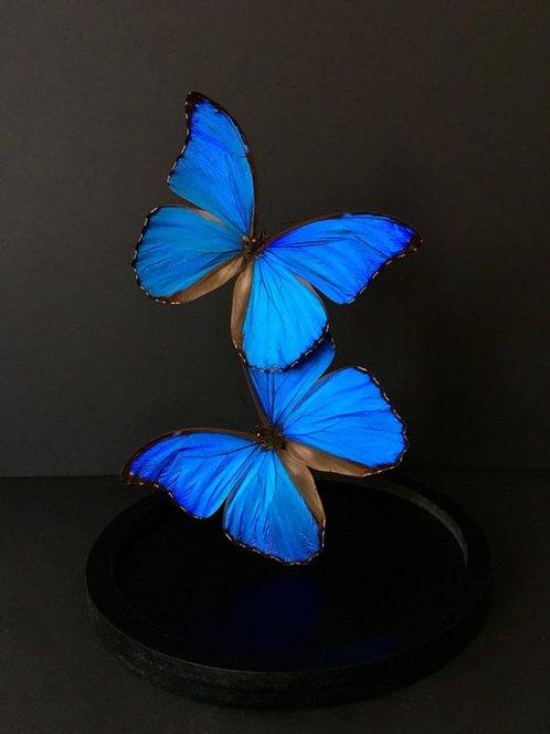 Vlinder Taxidermie volledige montage - Morpho didius - 30 cm, Verzamelen, Dierenverzamelingen
