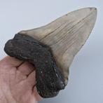 Gros requin Megalodon - Dent fossile - Megaselachus