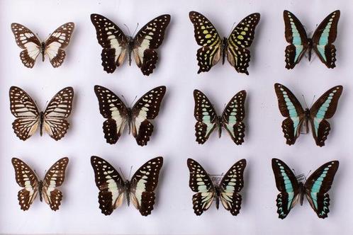 Vlinder Taxidermie volledige montage - Graphium Butterfly, Verzamelen, Dierenverzamelingen