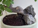 Japanese iep bonsai (Zelkova) - Hoogte (boom): 19 cm -
