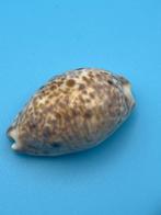 Gastropode Zeeschelp - Various Cyprae (Zonder minimumprijs)