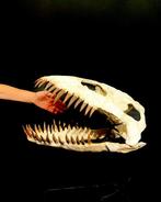 Plesiosaurus - Fossiele schedel - Zarafasaura oceanis - 54, Verzamelen, Mineralen en Fossielen