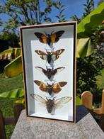 Large Frame - Real Cicades - Vitrinelijst - Glas, Hout, Nieuw