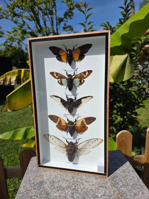 Large Frame - Real Cicades - Vitrinelijst - Glas, Hout, Verzamelen, Dierenverzamelingen