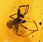Baltische barnsteen met gedetailleerde Araneae: Araneida, Verzamelen