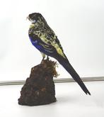 Rosella del Nord Support de corps entier pour taxidermie -, Nieuw