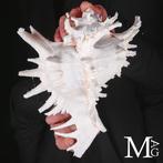 Grote Murex Ramosus – Zeer esthetische schelp - Zeeschelp -