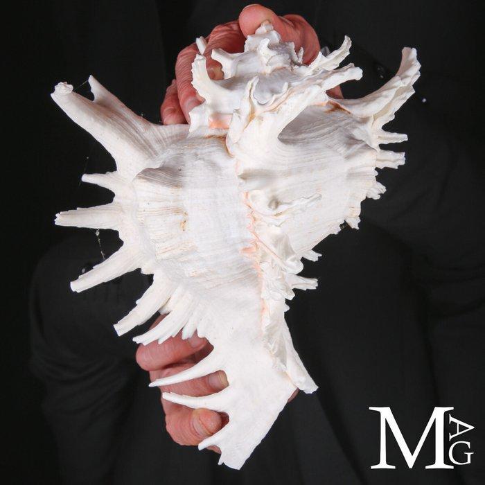 Grote Murex Ramosus – Zeer esthetische schelp - Zeeschelp -, Collections, Minéraux & Fossiles