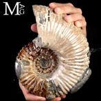 Superbe ammonite fossile rare - Fragment fossilisé -