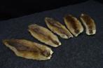 Set of Muskrat Skins - - Ondatra zibethicus - 30×10×1 cm - 5