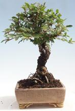 Japanese iep bonsai (Zelkova) - Hoogte (boom): 15 cm -, Antiek en Kunst