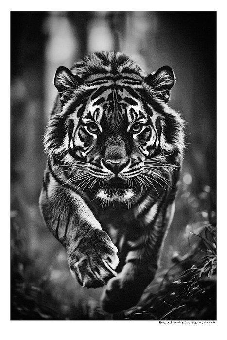 Arnold Mariashin - Tiger - XL - No reserve, Antiek en Kunst, Kunst | Designobjecten