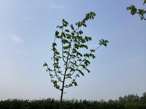 Bomen - Linde (x5), Tuin en Terras, Planten | Bomen