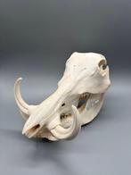 Wrattenzwijn Schedel van een zoogdier - Phacochoerus, Verzamelen, Nieuw