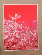 Viet Ha Tran - The colors of spring X