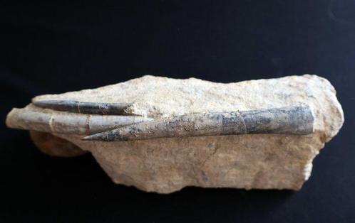 Belemniet - Gefossiliseerde schelp - 9 cm - 21 cm (Zonder, Verzamelen, Mineralen en Fossielen