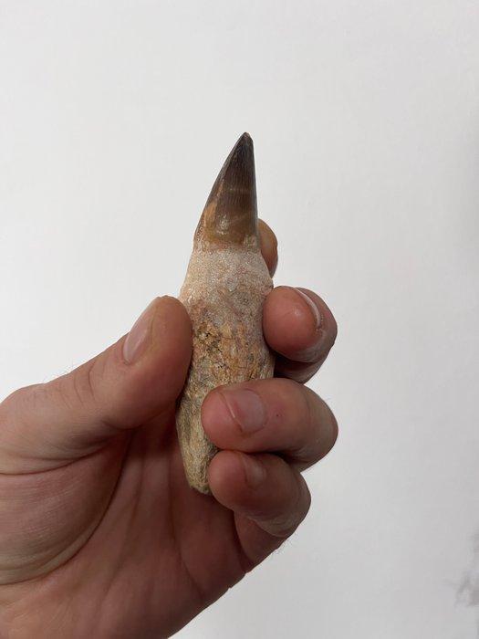 Mosasaurus - Fossiele tanden - 10 cm - 4 cm (Zonder, Verzamelen, Mineralen en Fossielen