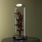 Vlinders in Stolp Taxidermie Opgezette Dieren By Max, Verzamelen, Ophalen of Verzenden, Nieuw, Insect, Opgezet dier