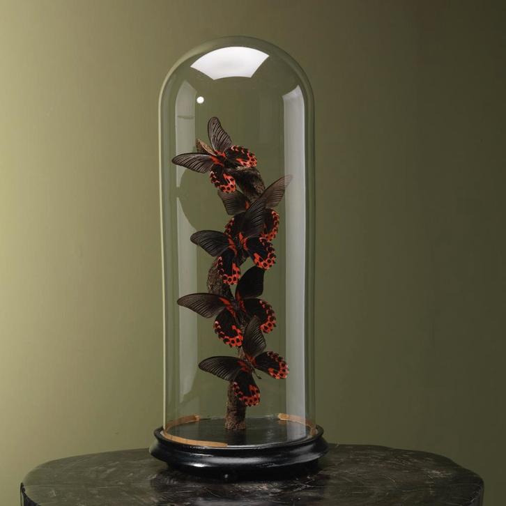 Vlinders in Stolp Taxidermie Opgezette Dieren By Max, Collections, Collections Animaux, Enlèvement ou Envoi