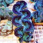 Tridacna Maxima - Ultra Blue L (Ong. 12-15 cm), Verzenden, Nieuw