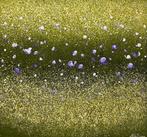 Parfen.D XL - Golden Drift