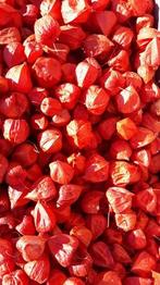 Physalis Rood Lampionnetjes 5 stuks, Huis en Inrichting, Nieuw