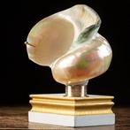 Coquille de Nacre sur Base Élégante - Coquillage marin -, Verzamelen, Nieuw
