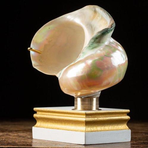 Coquille de Nacre sur Base Élégante - Coquillage marin -, Verzamelen, Dierenverzamelingen
