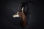 Sable Antelope Taxidermie wandmontage - Hippotragus niger -, Nieuw
