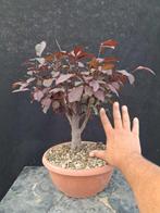 bonsai pissardi (roze bloemen) - Hoogte (boom): 48 cm -