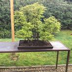 Japanese iep bonsai (Zelkova) - Hoogte (boom): 60 cm -