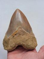 Megalodon - Fossiele tand - 11 cm - 8.8 cm