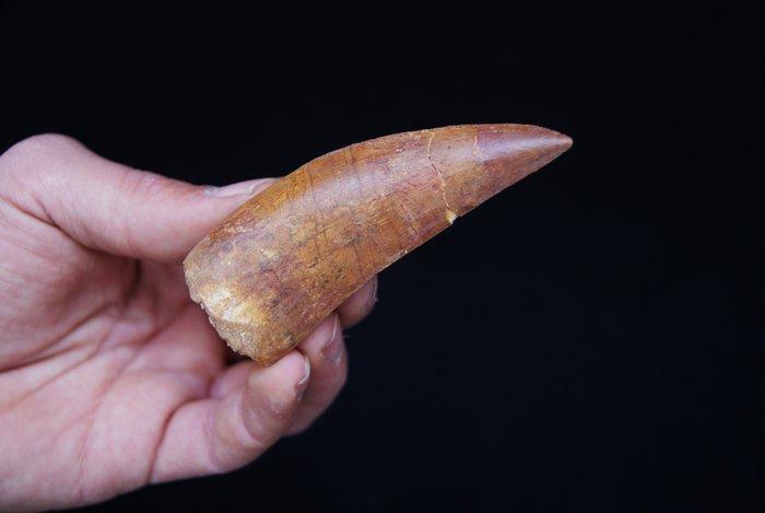 Dinosaurus - Fossiele tanden - Carcharodontosaurus Saharicus, Verzamelen, Mineralen en Fossielen
