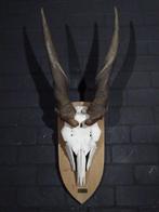 nice Schedel - Common Eland - Taurotragus oryx - 20 cm - 95, Verzamelen, Dierenverzamelingen, Nieuw