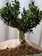 Bonsaï Buxus Harlandii dans un plateau à bonsaï. - Hauteur