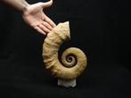 Enorme heteromorfe ammoniet - Gefossiliseerd dier - 29 cm