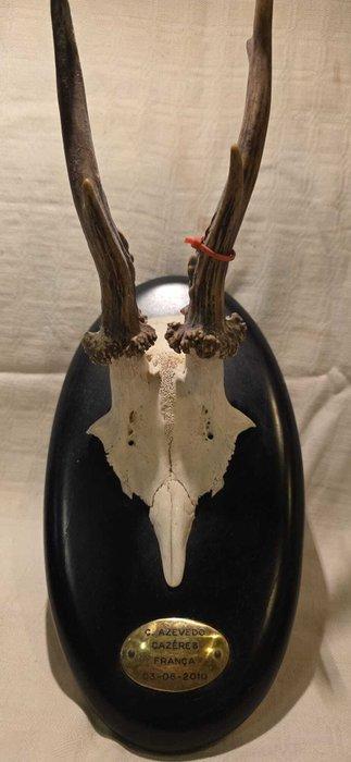 Jachttrofee, Antiek en Kunst, Curiosa en Brocante