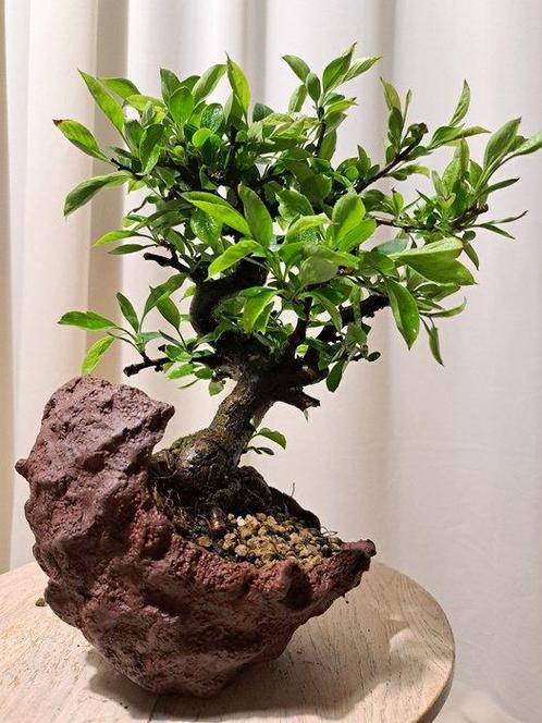 Bonsaï Pommier Sauvage (Malus sargentii) - Hauteur (arbre) :, Antiek en Kunst, Curiosa en Brocante