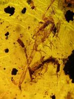 Amber - Barnsteen - Scorpion+Neuroptera larvae - 36.5 mm -