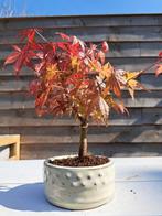 Japanese maple bonsai (Acer palmatum) - Hauteur (arbre) : 25