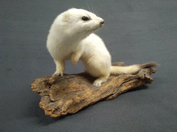 Stout - Hermelin Taxidermie volledige montage - Mustela, Verzamelen, Dierenverzamelingen