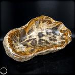 Natuurlijke Grote Gefossiliseerde Houten Kom uit Indonesië-