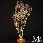 Zeldzame gele gorgonia - Eunicella cavolinii - Taxidermie, Antiek en Kunst