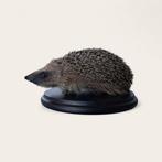 Hérisson Support de corps entier pour taxidermie - Erinaceus